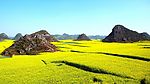 罗平油菜花