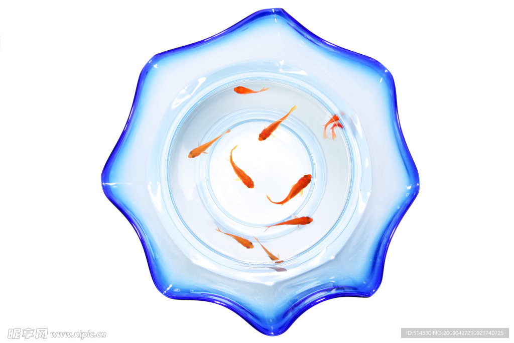 金鱼睡在浴缸里