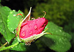 花蕾