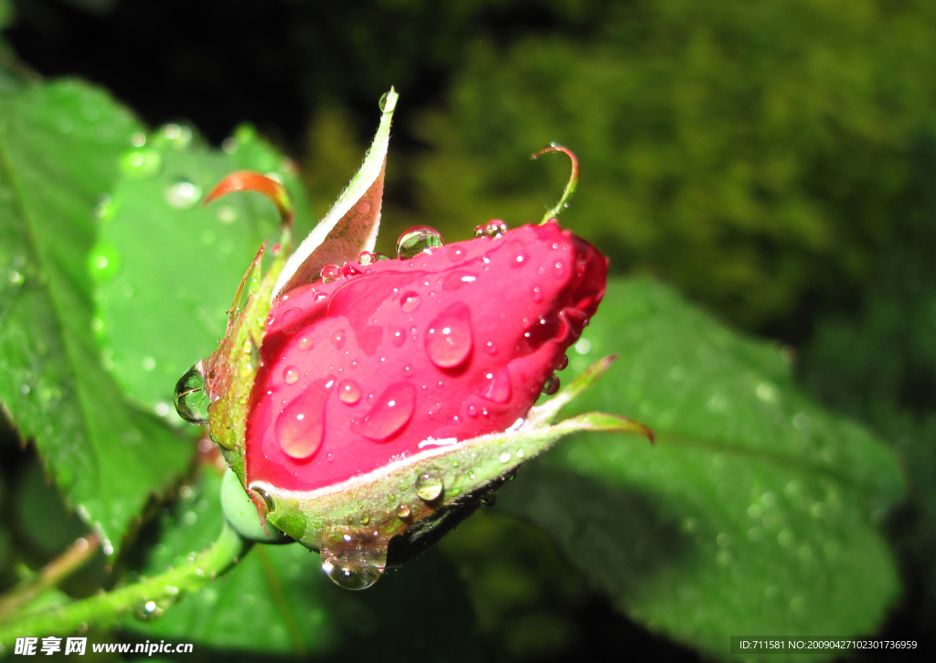 花蕾