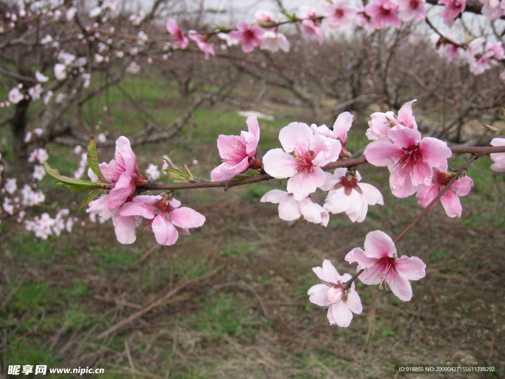 桃花