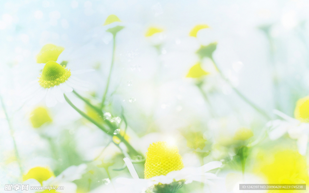 花草背景