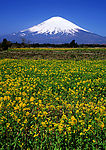 日本富士山