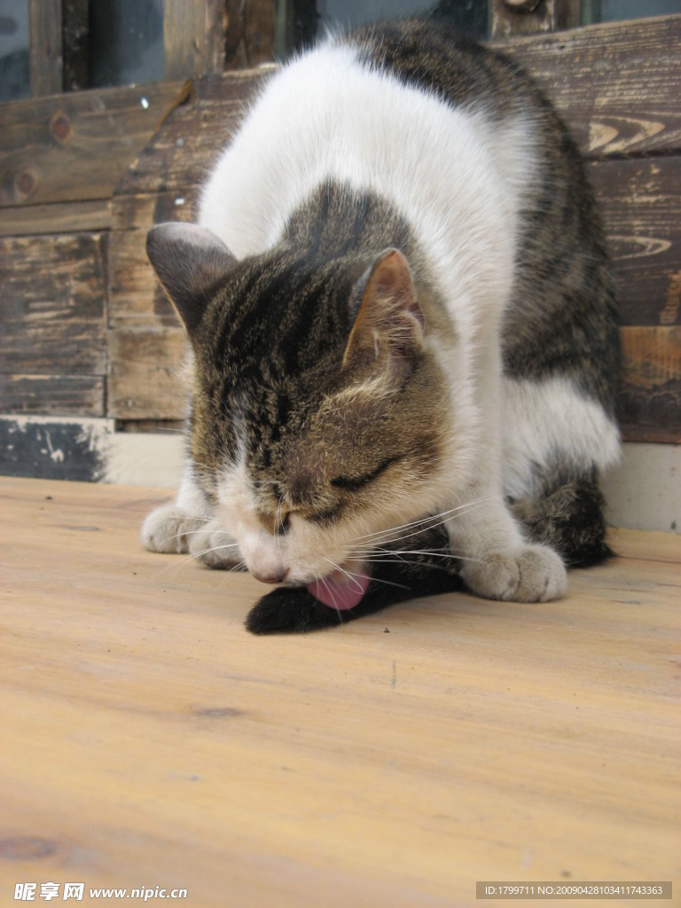 可爱花猫
