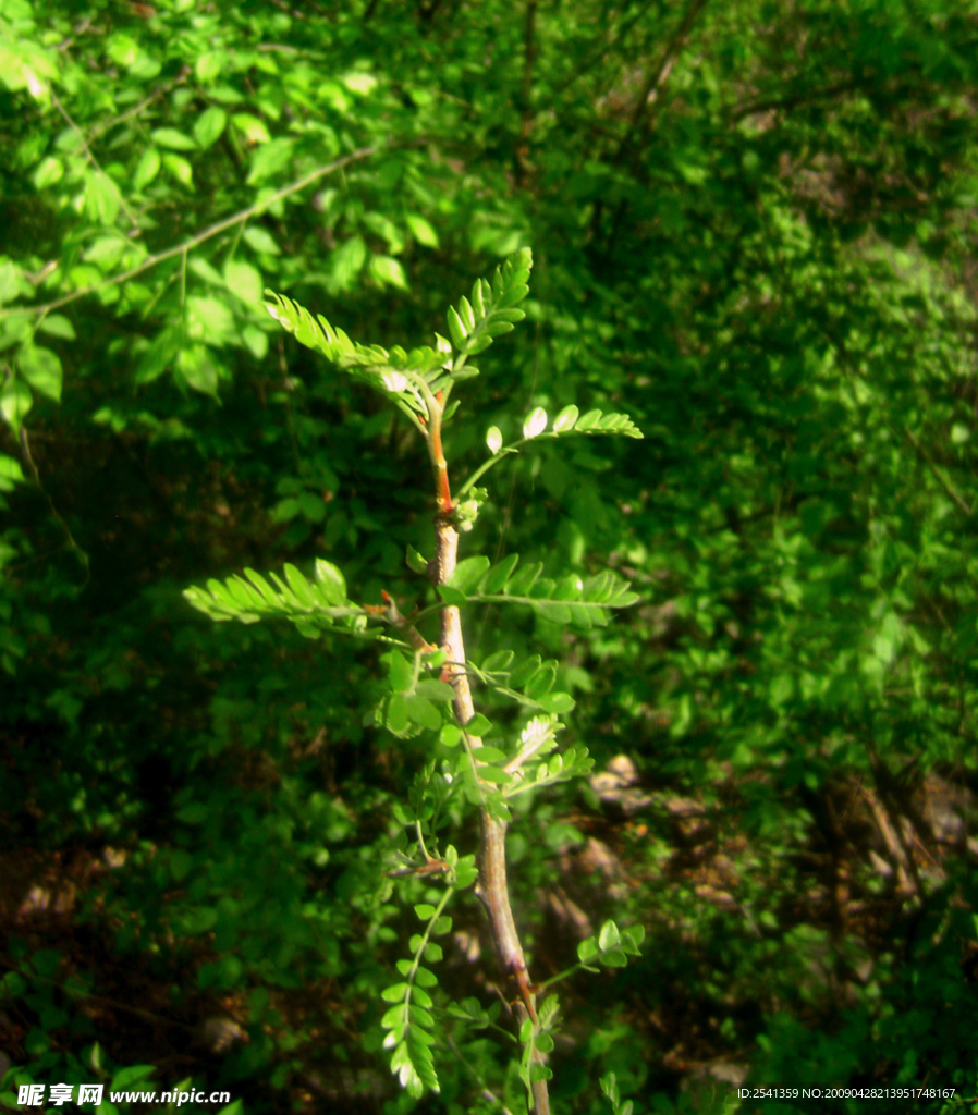 神农山植物