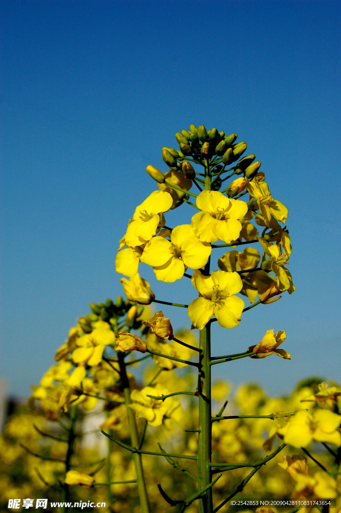 《油菜花开》