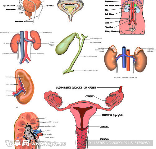 矢量泌尿系统解剖图