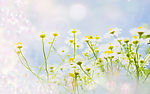 花草背景