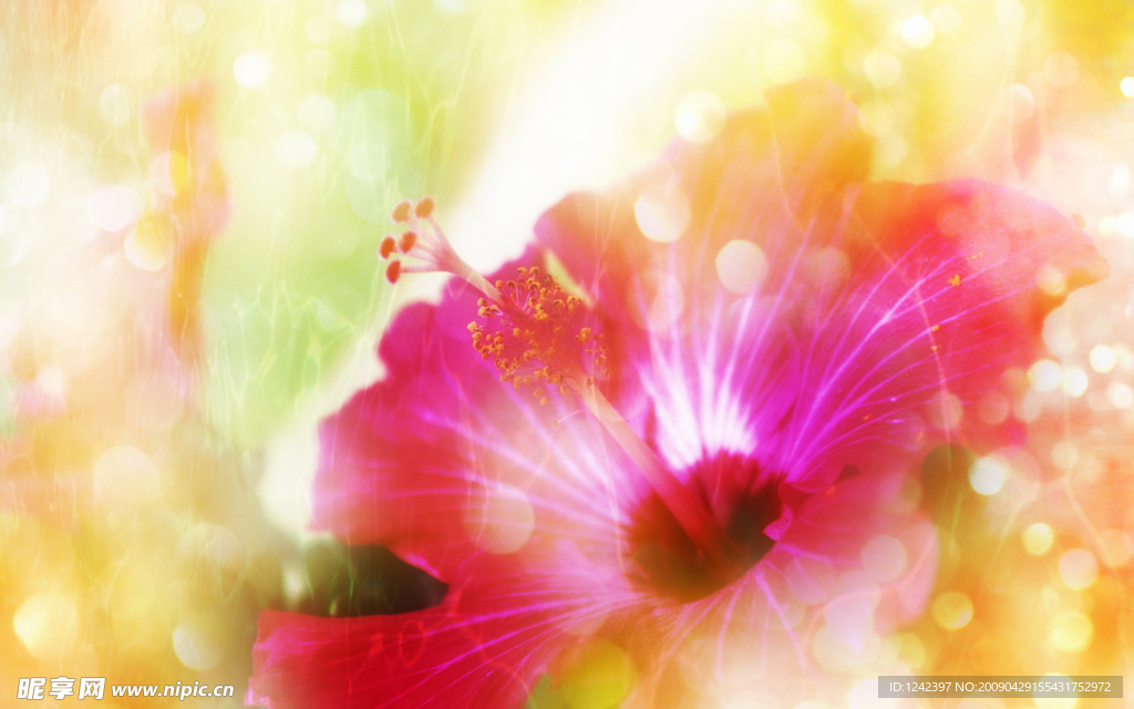花朵背景
