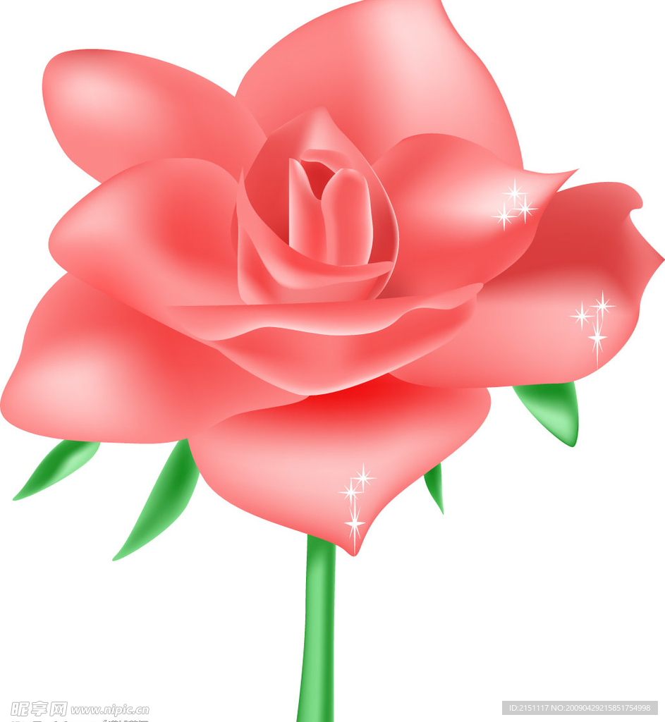 玫瑰花
