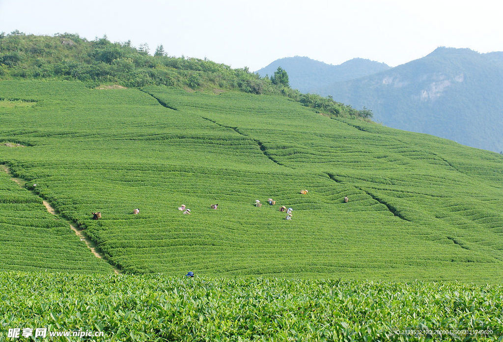 茶园