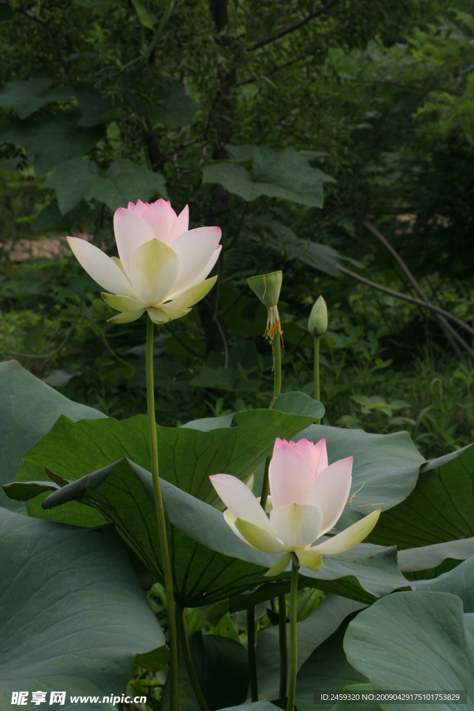 荷花