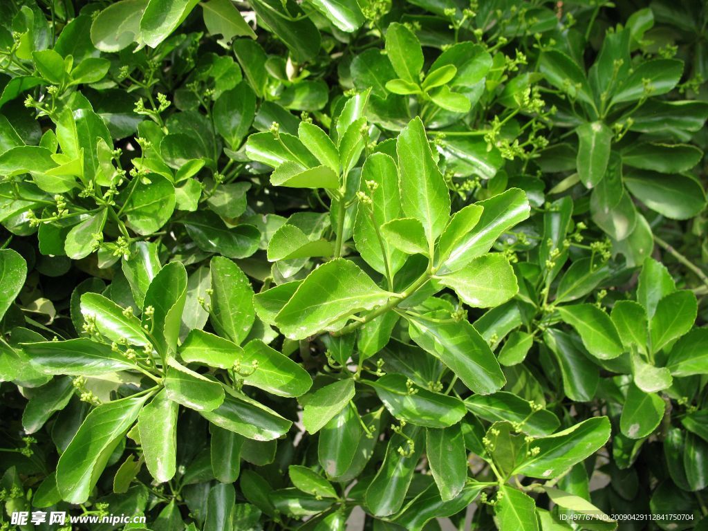 绿色植物