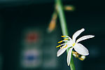 吊兰花