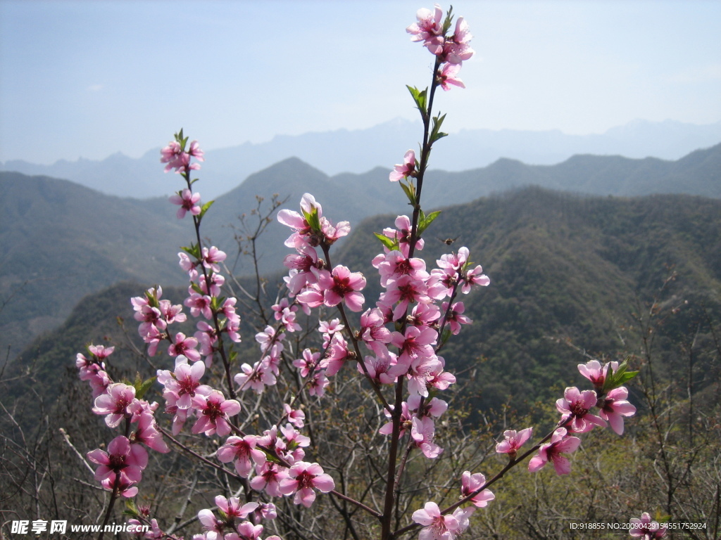 桃花