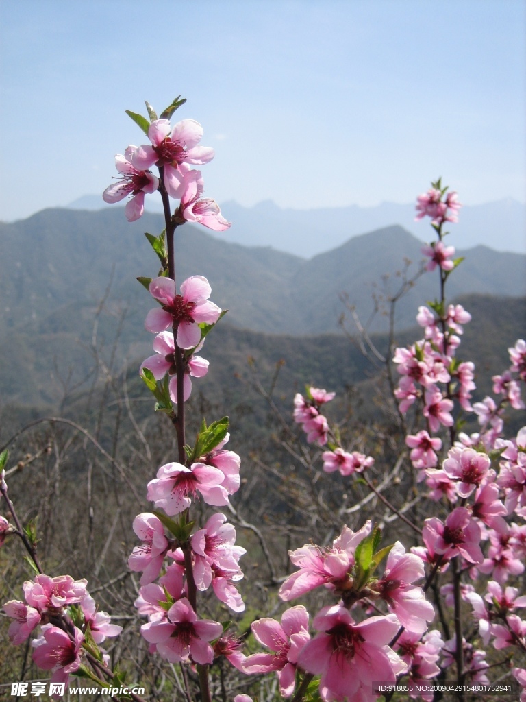 桃花