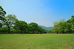 大草坪  南京梅花山