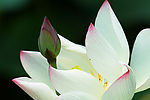 玉芝