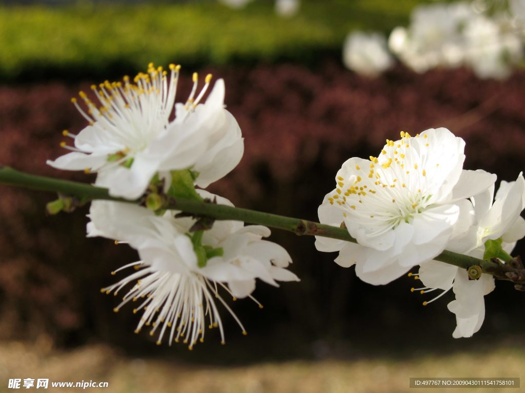 花蕊特写