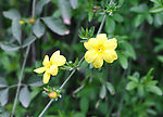迎春花