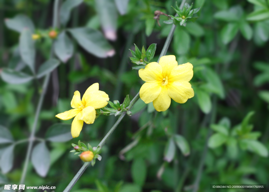 迎春花