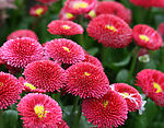 雏菊