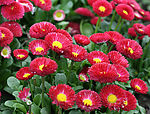 雏菊