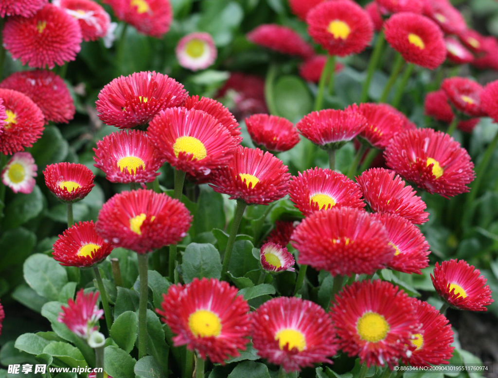 雏菊
