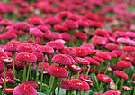 雏菊