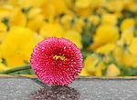 雏菊