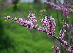 紫荆花