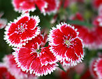 野菊