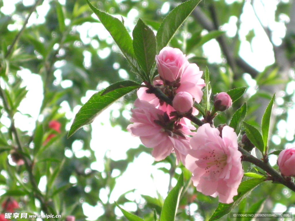 桃花季节