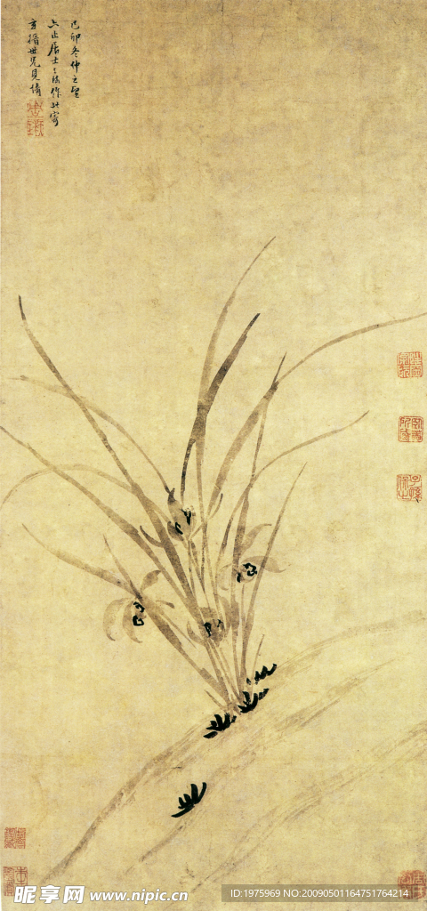 兰花图