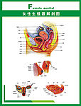 人体科普 女性生殖器