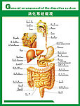 人体科普 消化系统