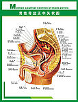 人体科普男性骨盘