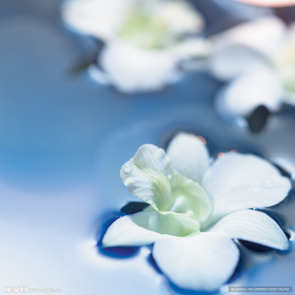 水中花