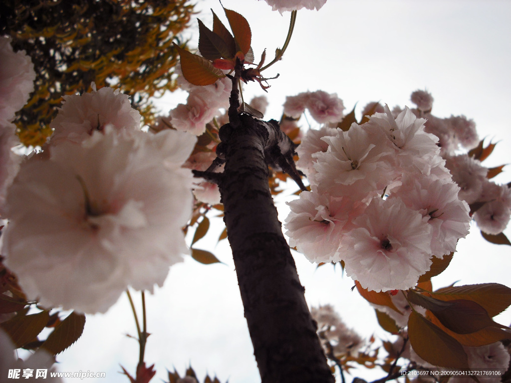桃花