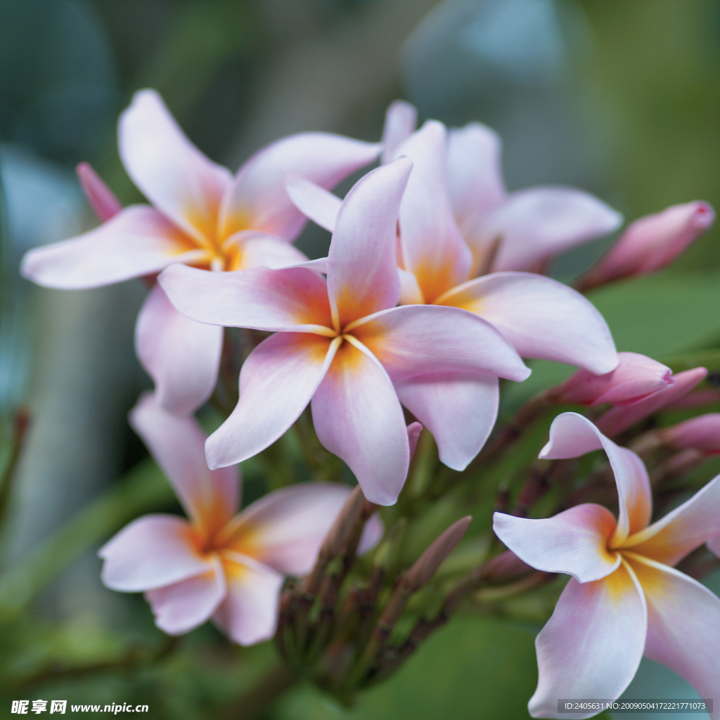 鸡蛋花