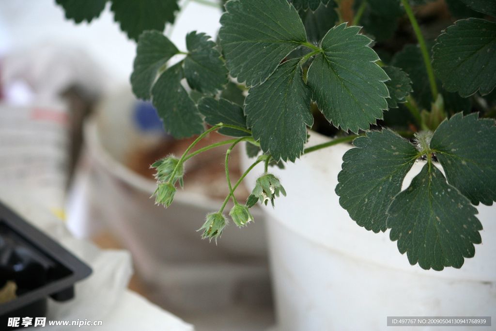 结果前的小草莓