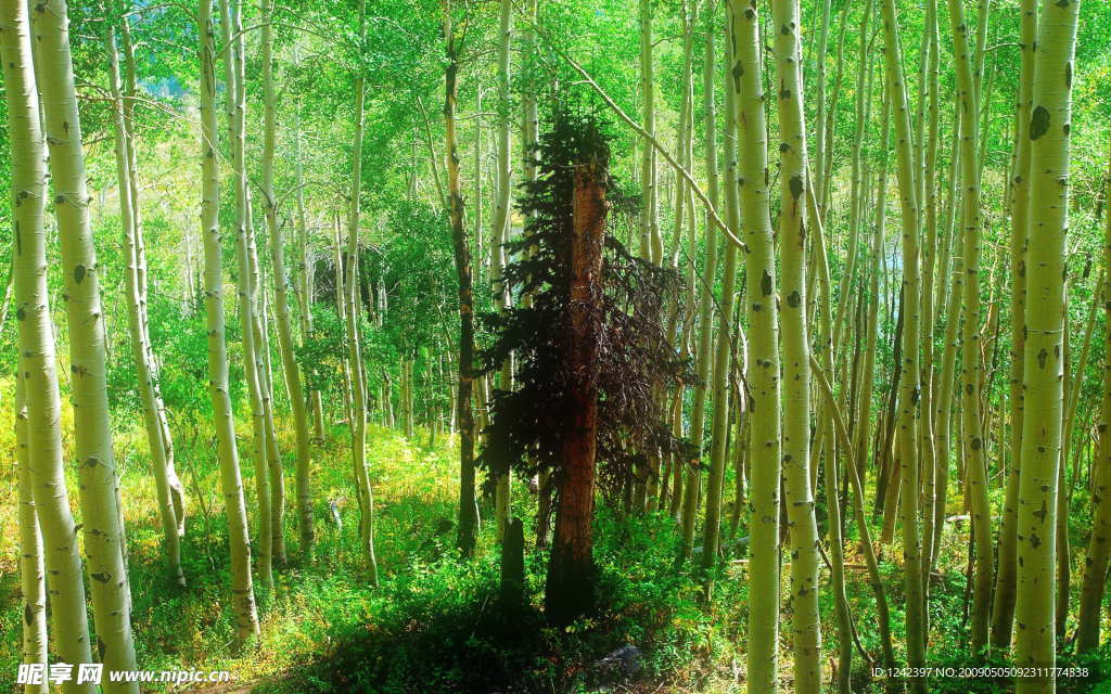 森林景色