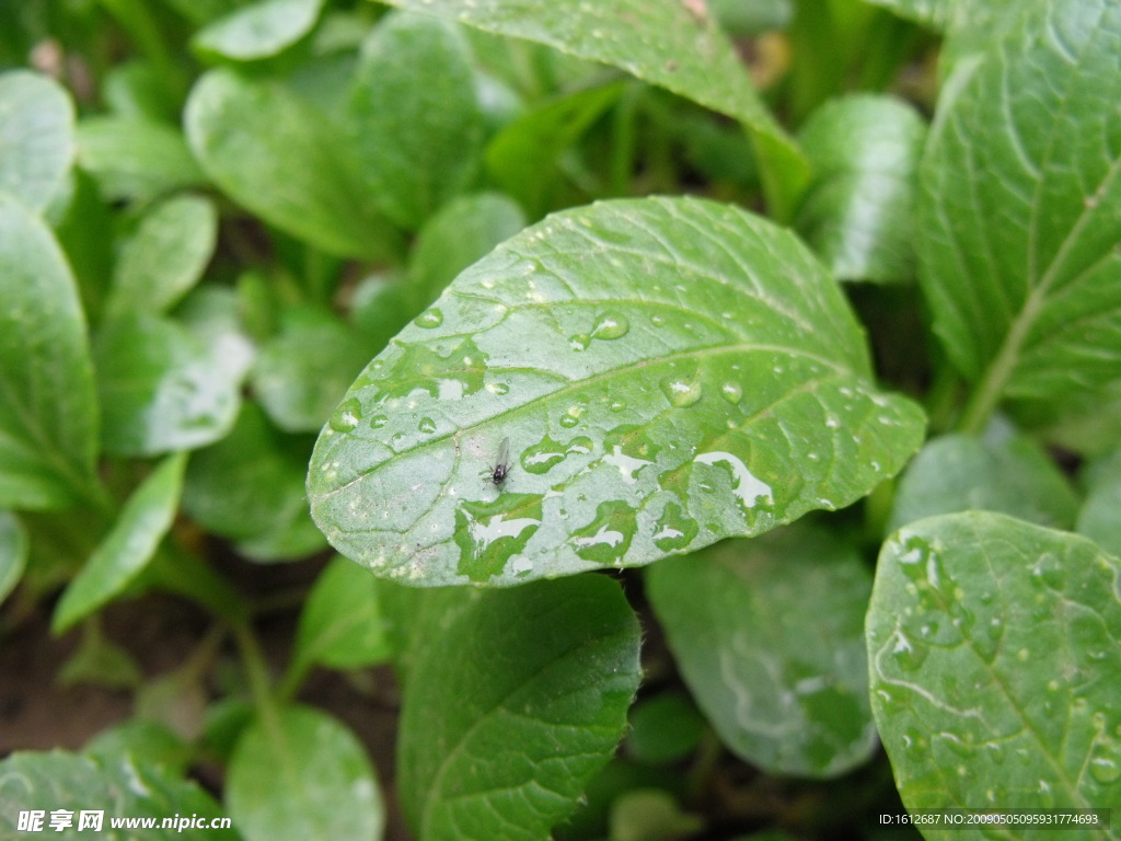 雨后的绿叶