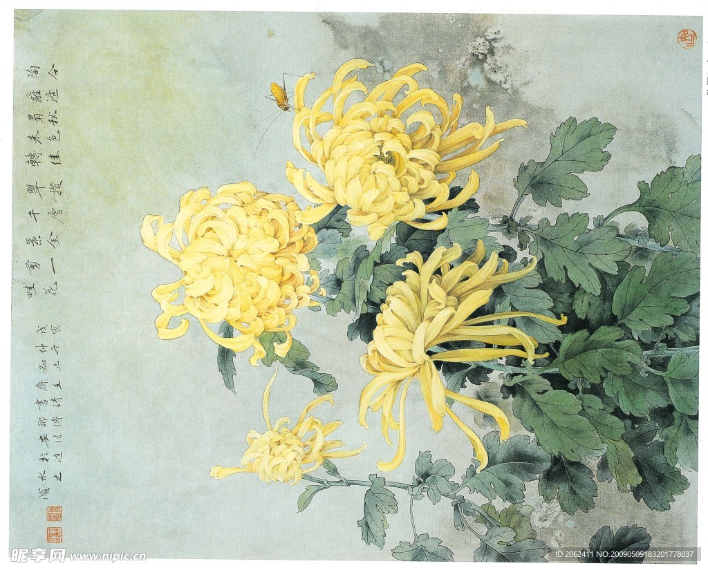 菊花