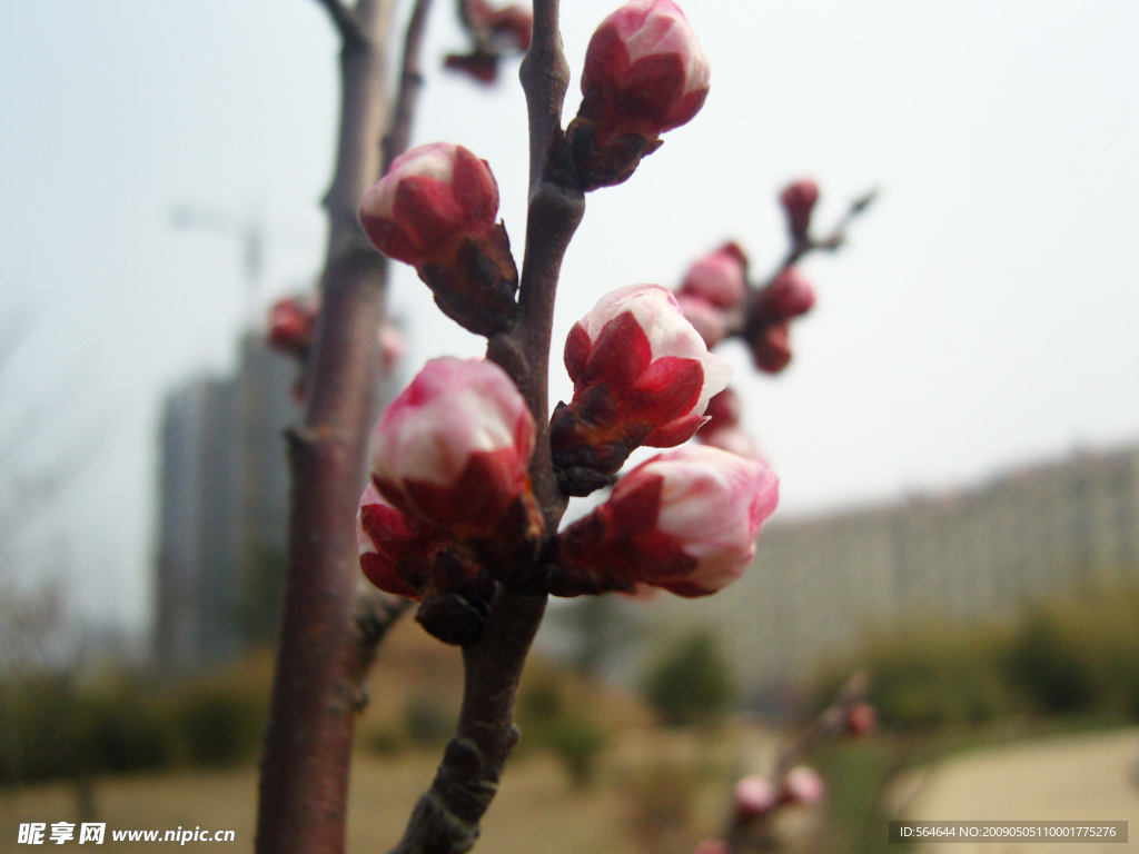 桃花