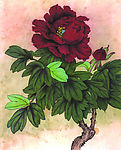 花卉画谱