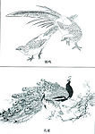 百鸟画谱