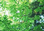 阳光森林
