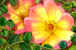炫丽花卉花朵分层素材_psd