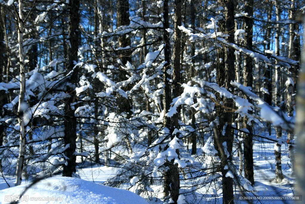 林海雪原